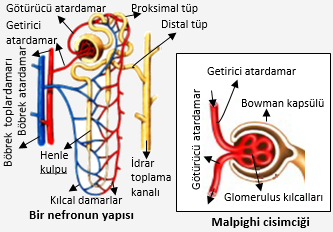 bosaltim sistemi uriner sistem biyoloji konu anlatimi ders notlari biyoloji portali