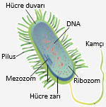 Canli Alemleri Ve Ozellikleri Bakteriler Ve Arkeler Biyoloji Konu Anlatimi Ders Notlari Biyoloji Portali