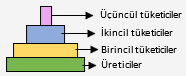 üçüncül tüketiciler