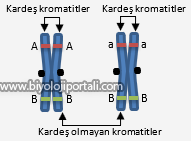 hücre döngüsü metafazı