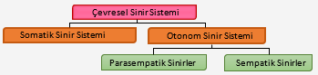 otonom sinir sistemi omurilik