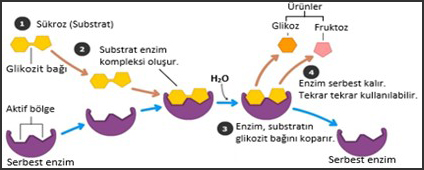 enzimler canlilarin yapisinda bulunan organik bilesikler 4 biyoloji konu anlatimi ders notlari biyoloji portali