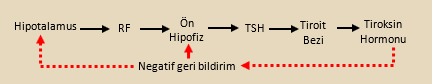 Endokrin Bezleri Ve Bu Bezlerin Salgiladiklari Hormonlar Biyoloji Konu Anlatimi Ders Notlari Biyoloji Portali