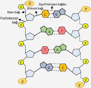 dna bulunduran organeller